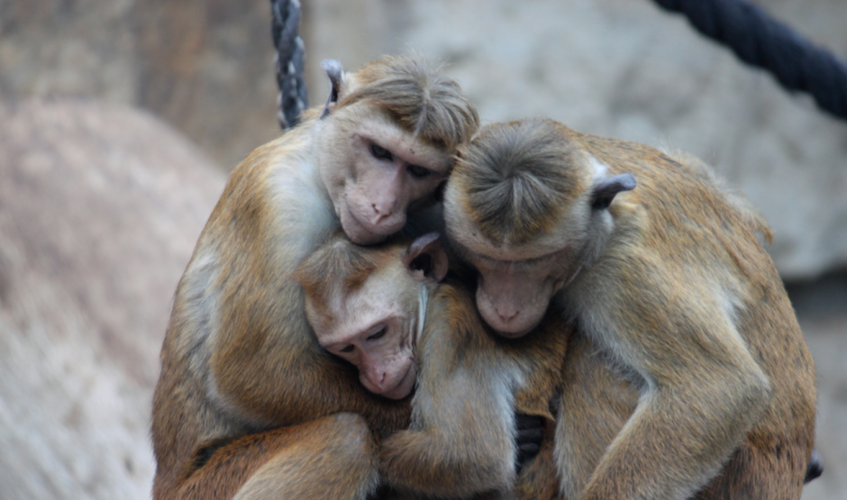 Животные тоже любят