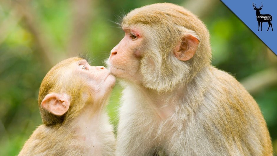 Обезьяны целуются