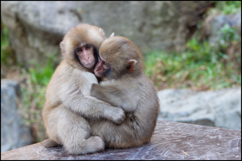 Обезьянки обнимаются