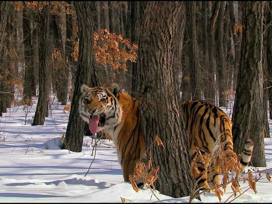 Дикие животные дальнего Востока