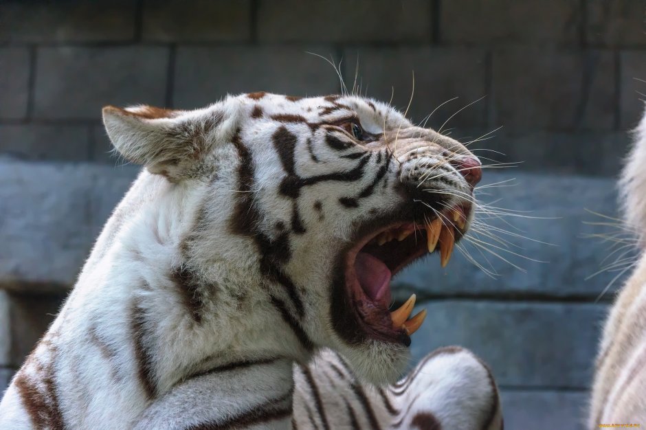 Белый тигр (the White Tiger)2020 фильм