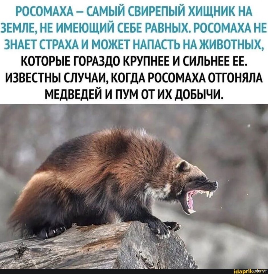Самый кровожадный хищник