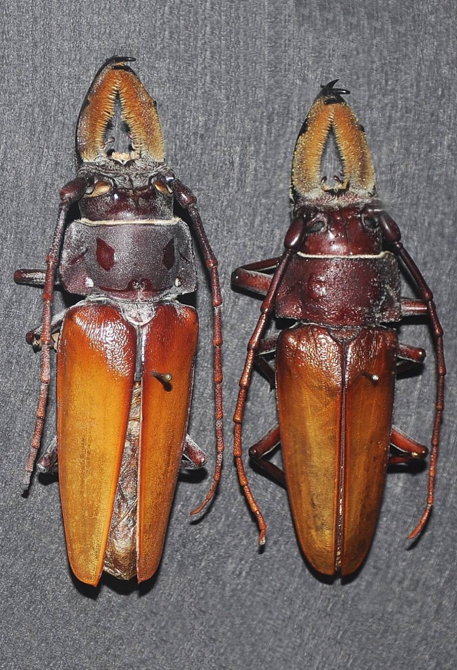 Callipogon relictus