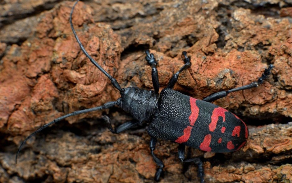 Жук Callidium violaceum