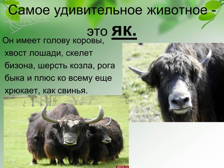 Интересные факты о животных