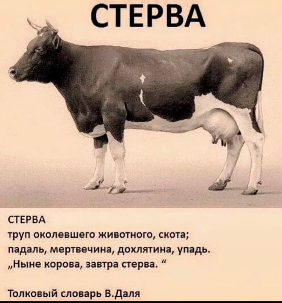 Смешные фразы про коров