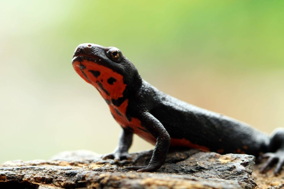 Hypselotriton orientalis