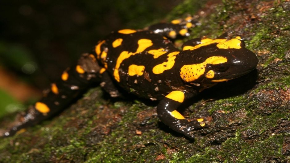 Огненная саламандра Salamandra Salamandra