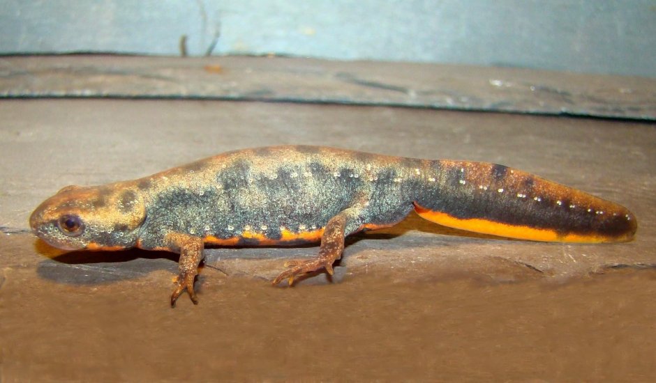 Hypselotriton orientalis