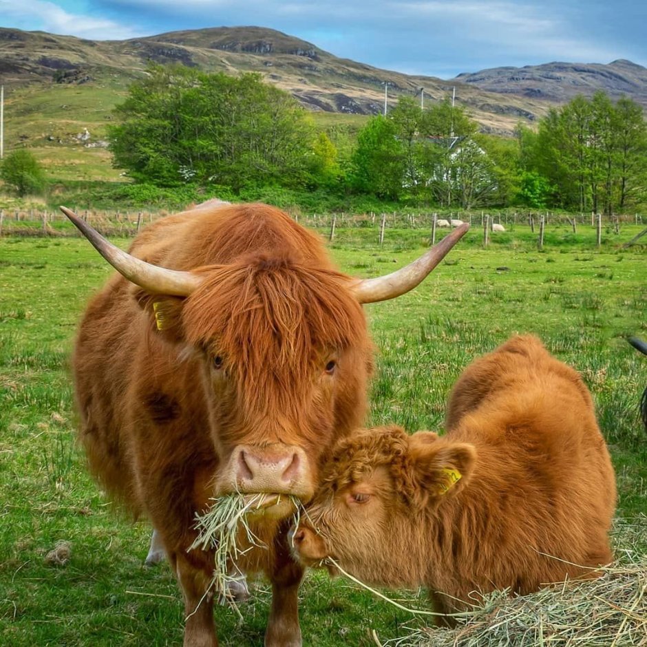 Watching Cows