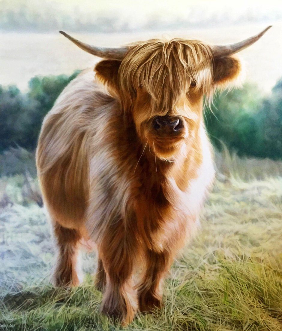 Highland bull