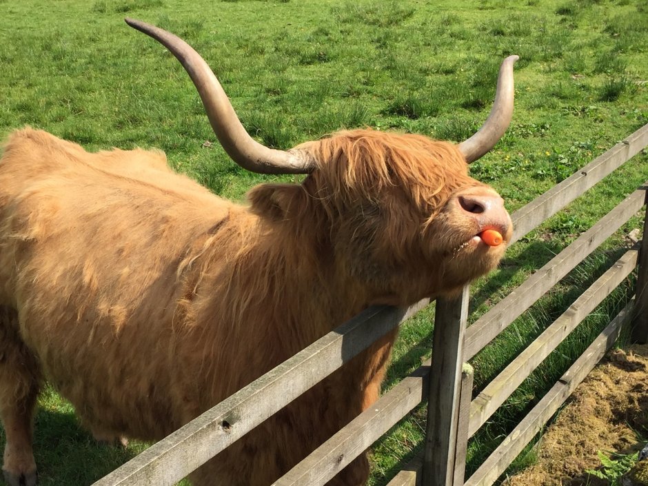 Highland Cow Tamber голова
