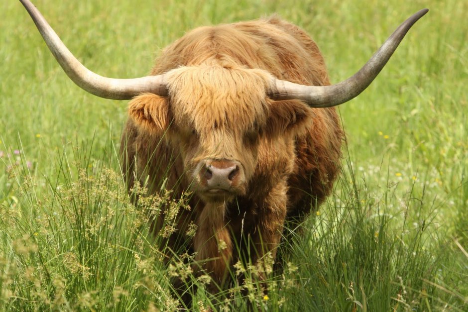 Highland Cattle Cow