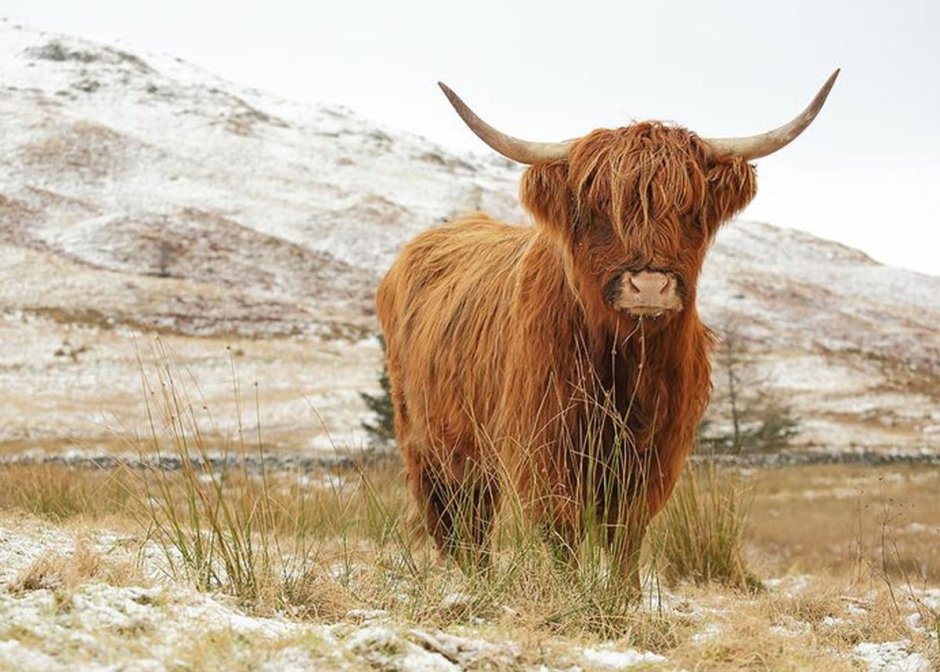 Scottish Highland Cattle Snow