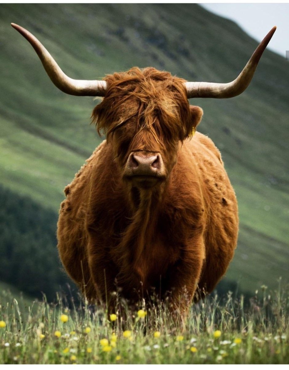 Scottish Highlands Cows