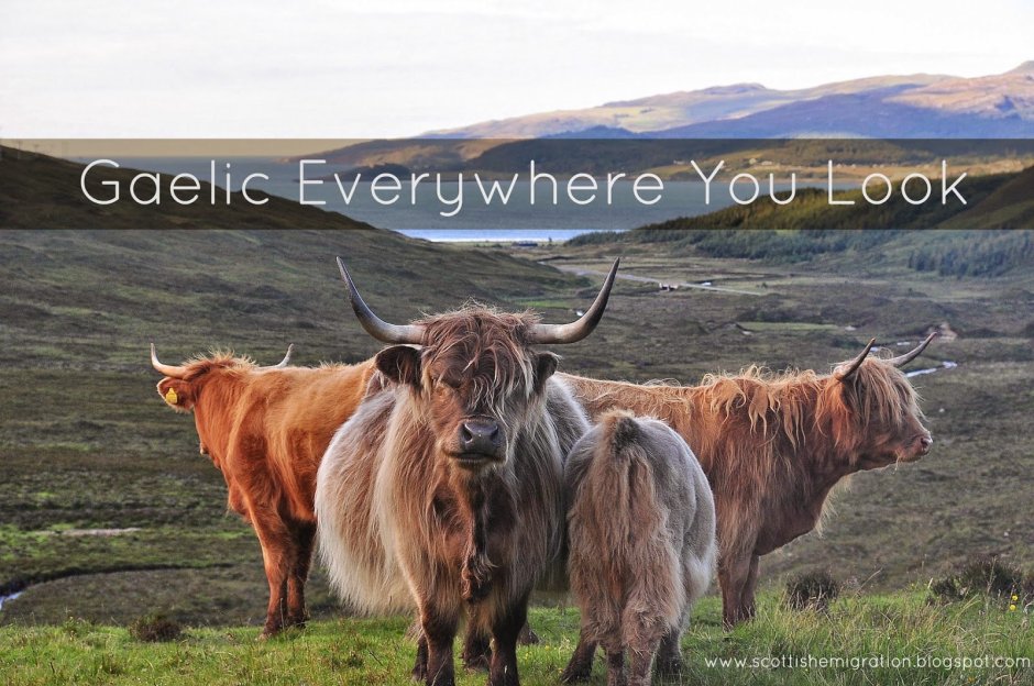 Farm animals Scotland