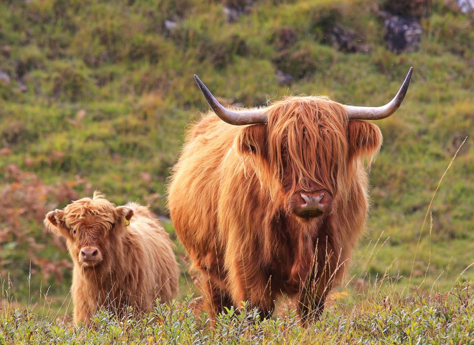 Scottish Highlands Cows