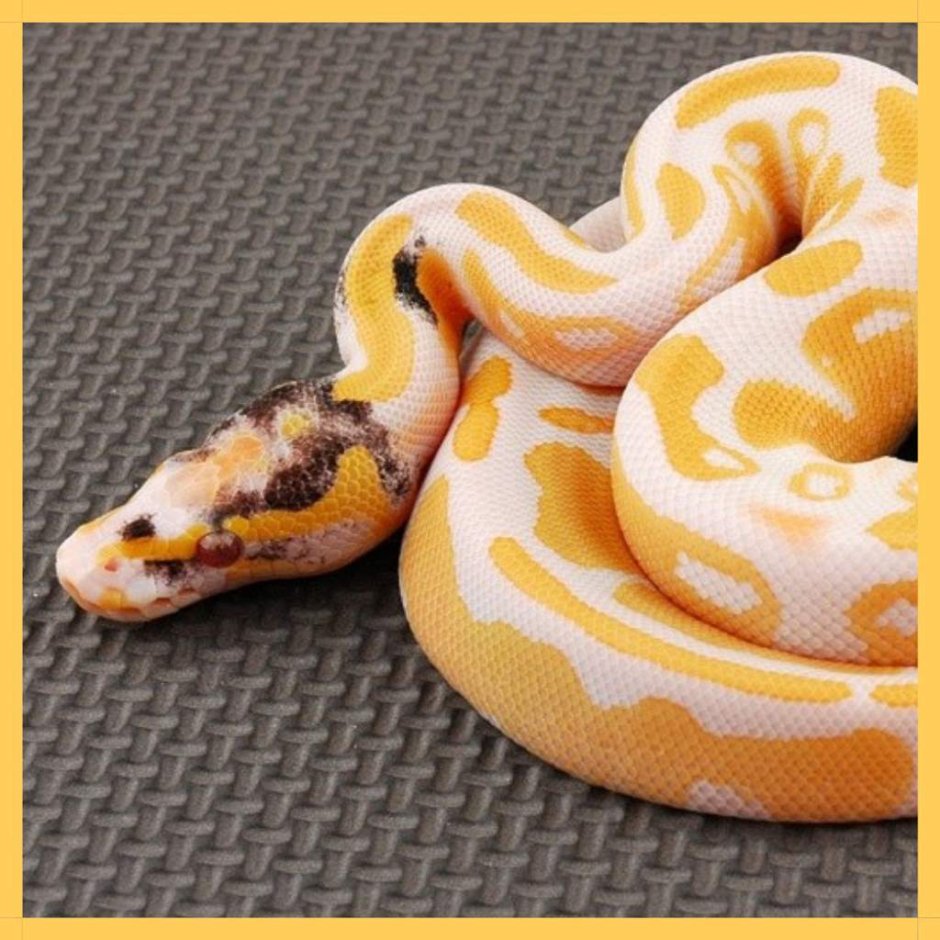 Королевский питон pied