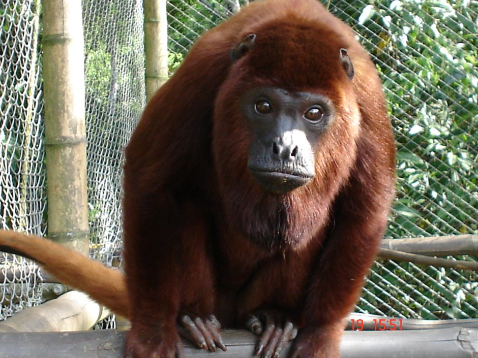 Monkey Rojo
