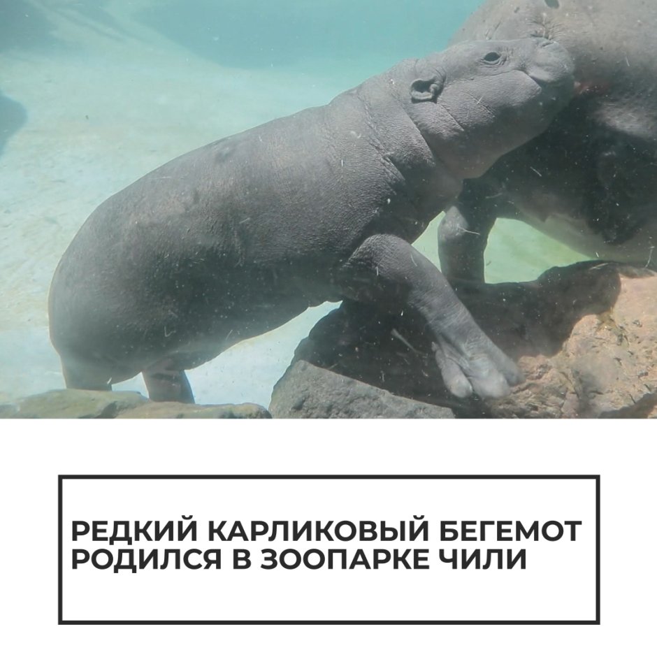 Бегемотик только рожденный