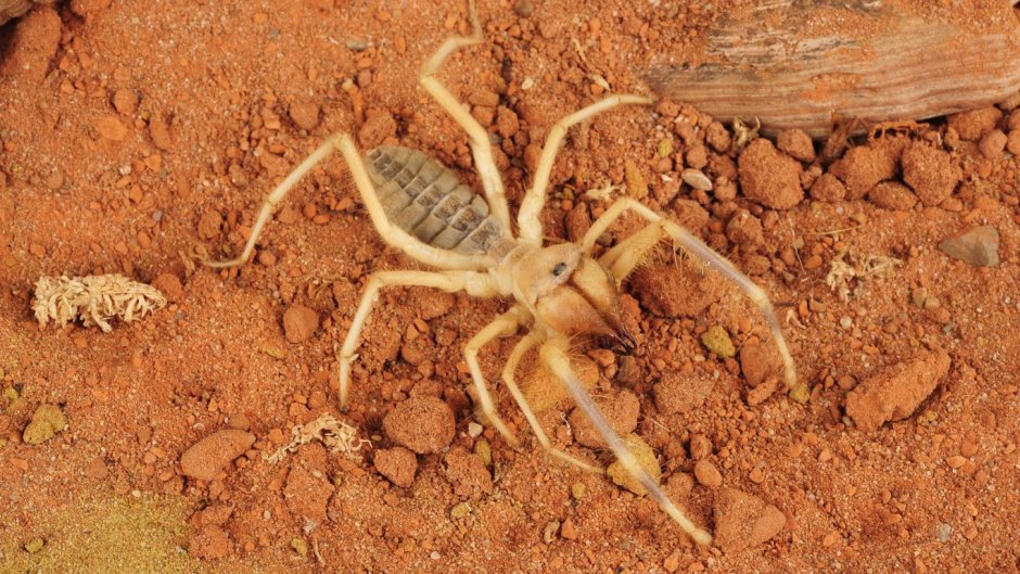 Паук фаланга Волгоградская область