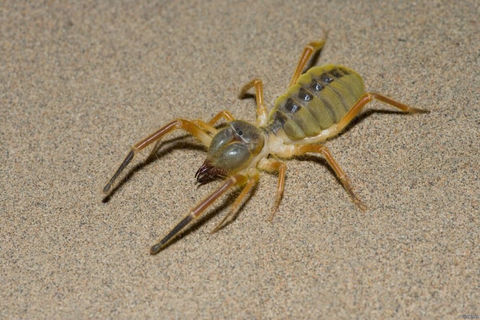 Степной паук фаланга