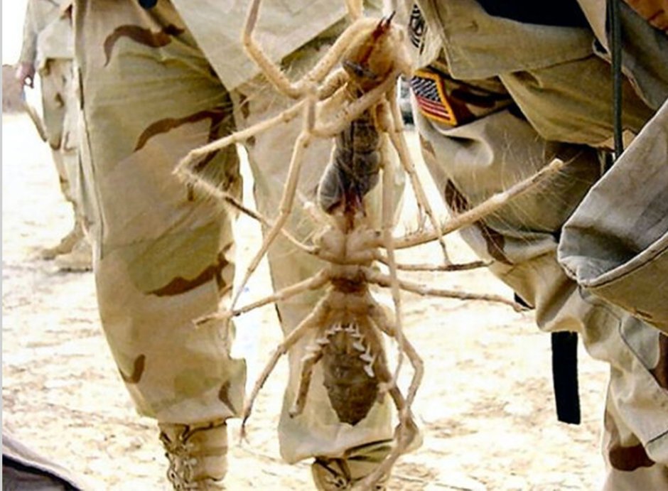 Верблюжий паук кувырки э