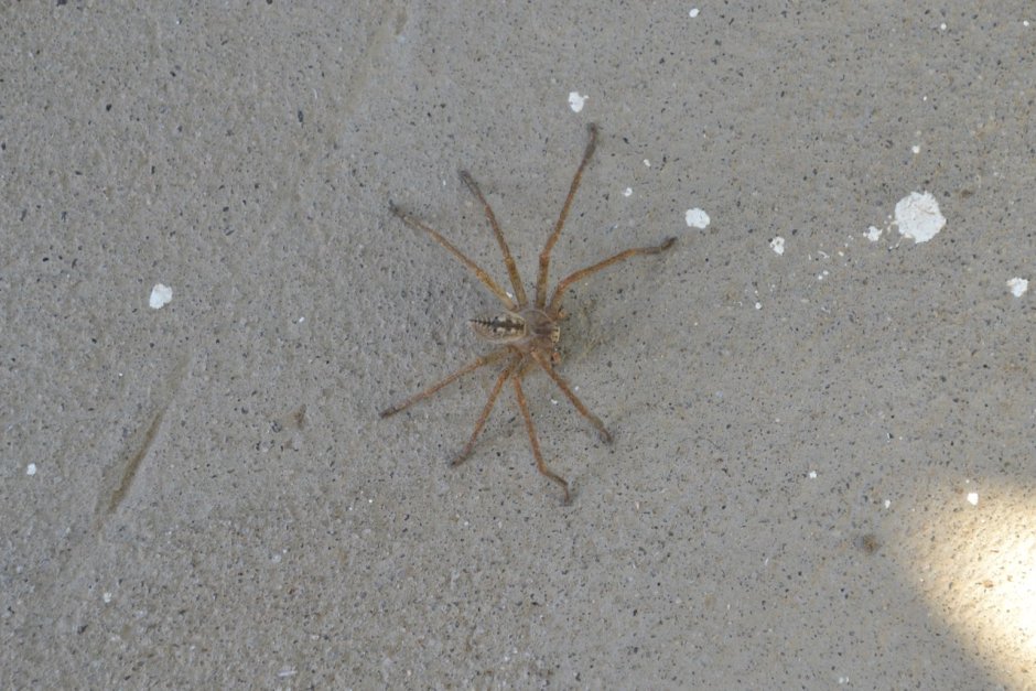 Степные пауки Калмыкии