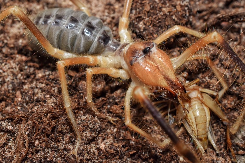 Отряд сольпуги