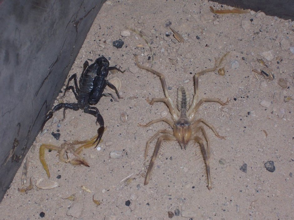 Фаланга паук черный