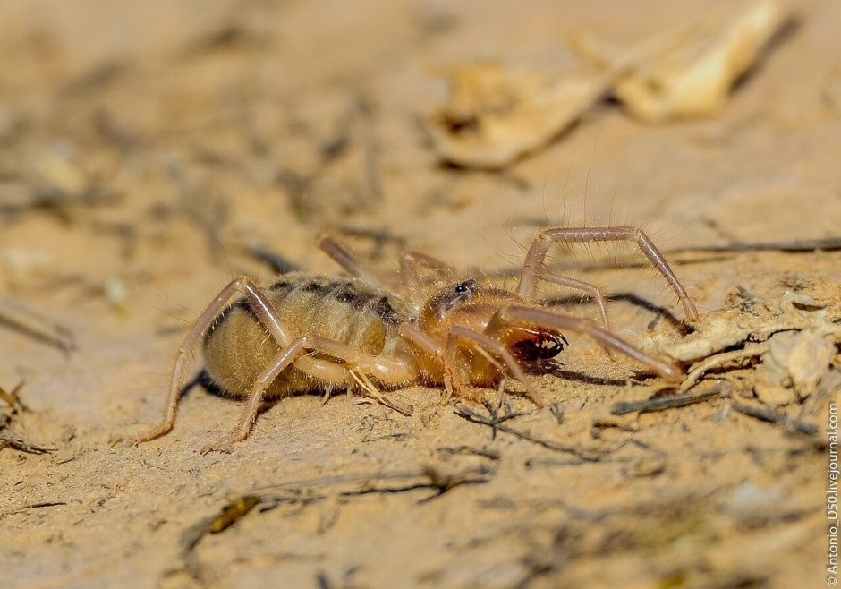 Фаланга паук Астраханский