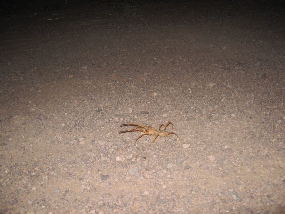 Фаланги пауки Байконур