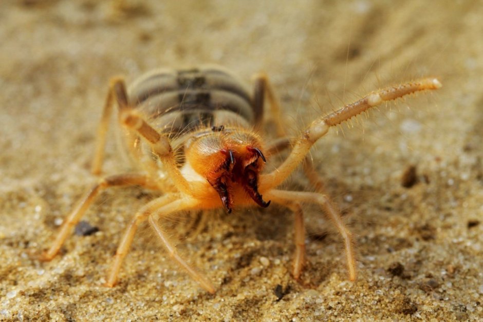 Сольпуга фаланга