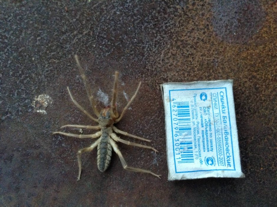 Паук фаланга Волгоградская область