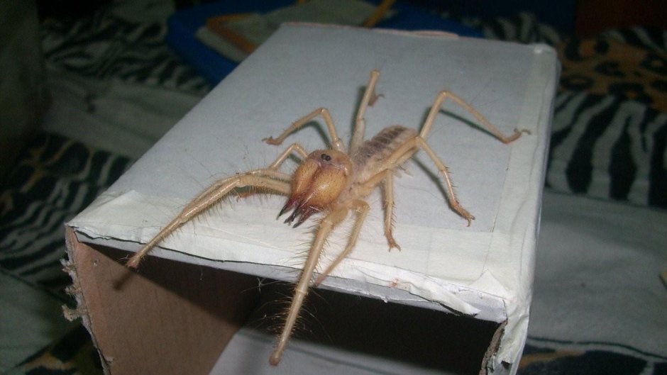 Паук фаланга Тарантул