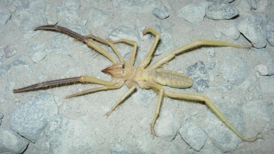 Фаланга паук