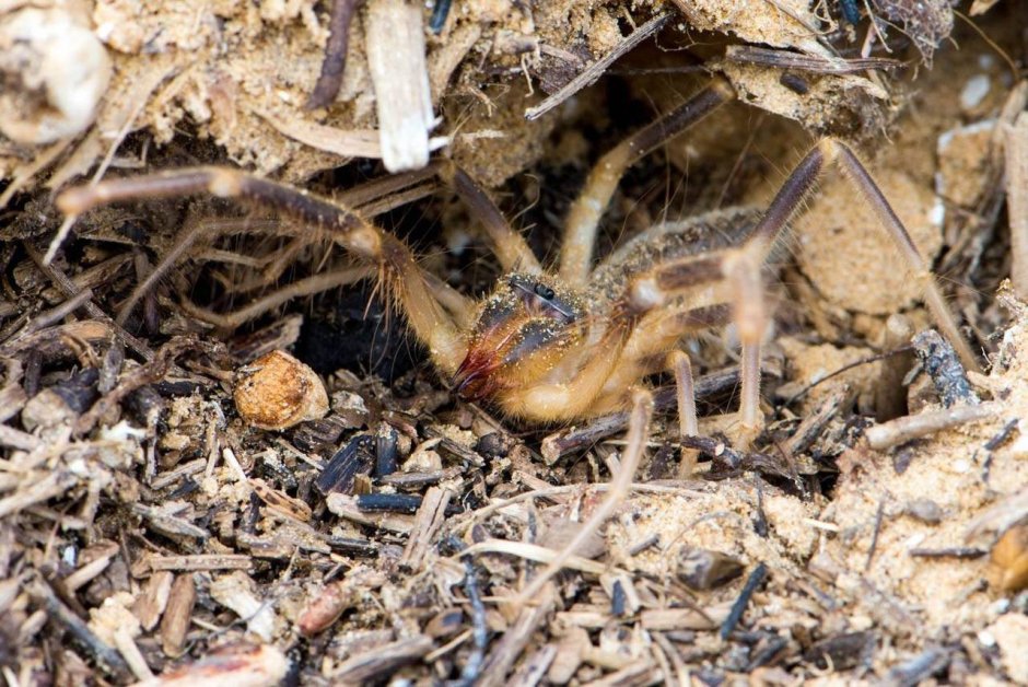 Фаланга паук Астраханский