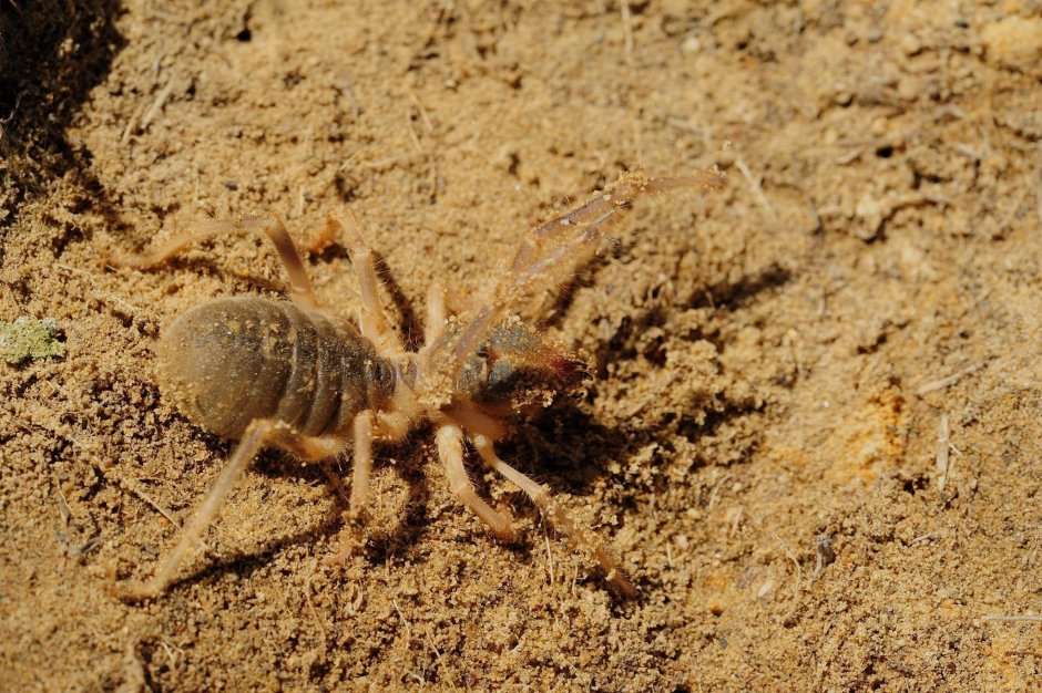Фаланга паук Астраханский