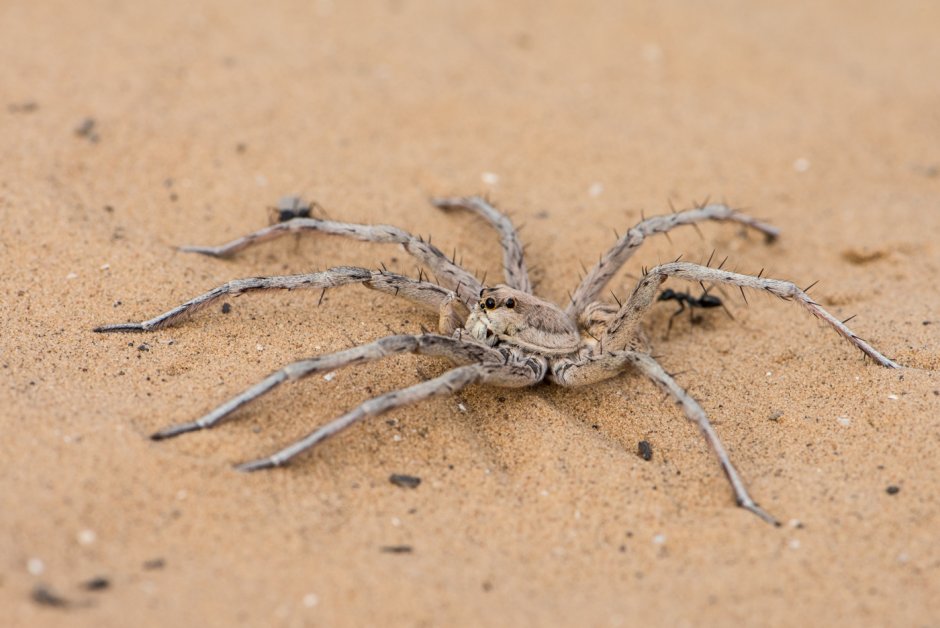 Астраханский паук Южнорусский Тарантул