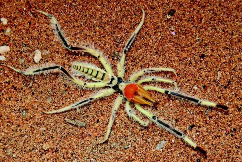 Пауки пустыни Каракум