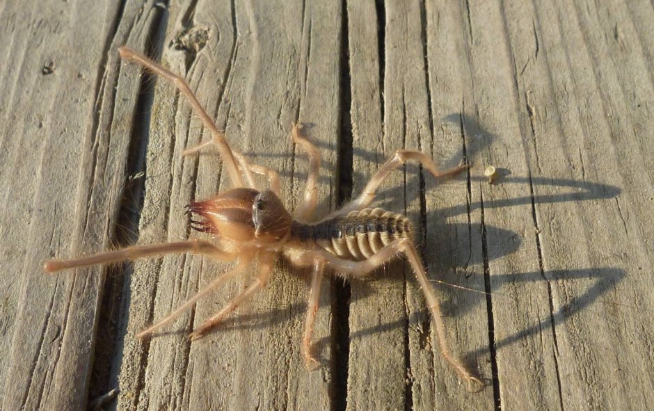 Фаланга паук Астраханский