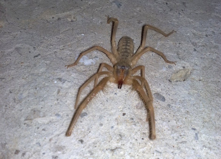 Фаланга паук Астраханский