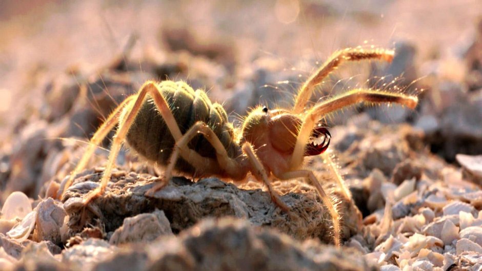 Южнорусская сольпуга