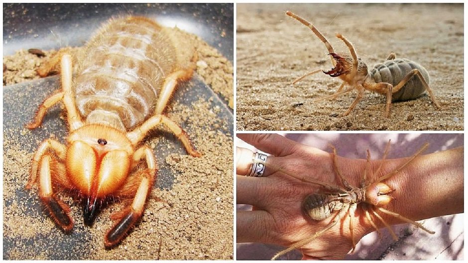 Сольпуга верблюжий паук