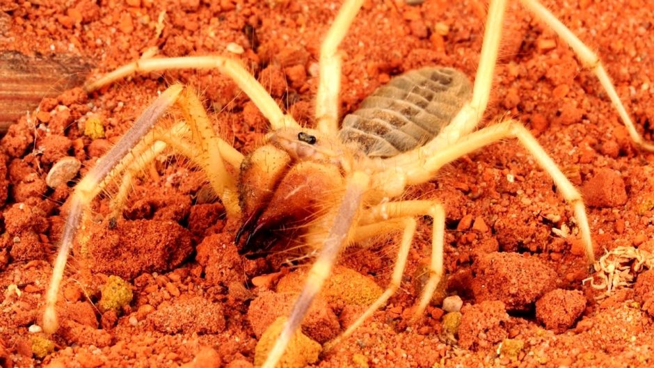 Среднеазиатская фаланга