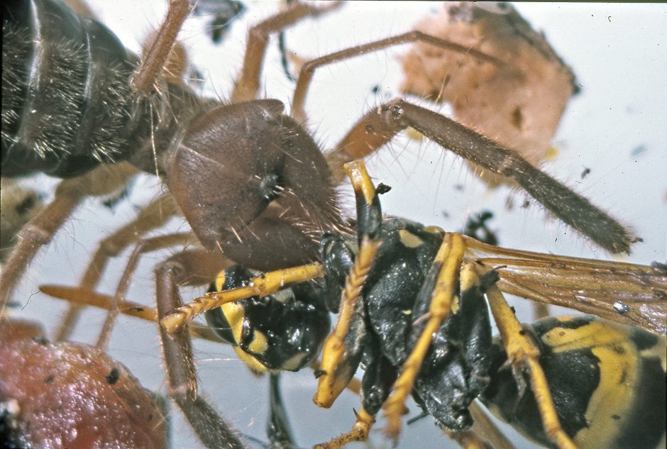 Фаланга Азербайджанская