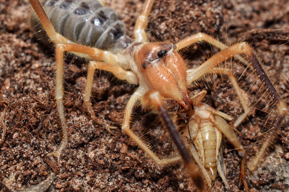 Сольпуга и Скорпион