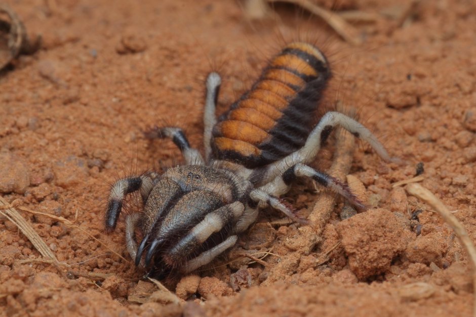 Сольпу́ги — фаланги (Solifugae)