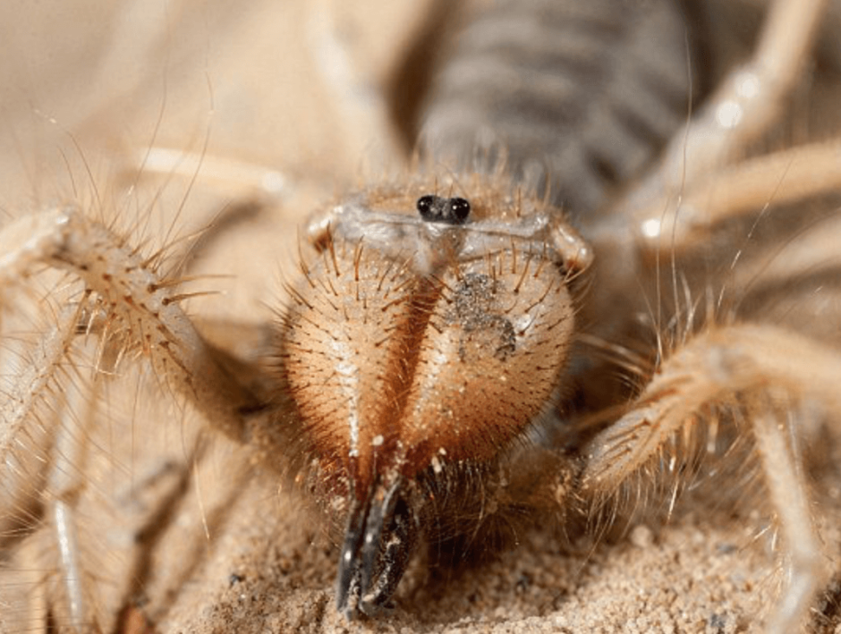 Паук фаланга Тарантул