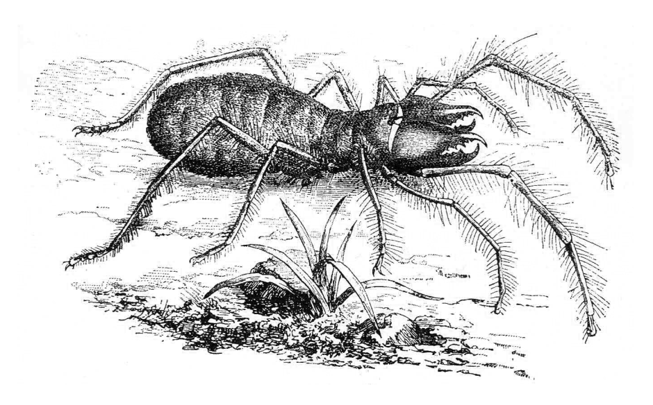 Сольпуга паук строение